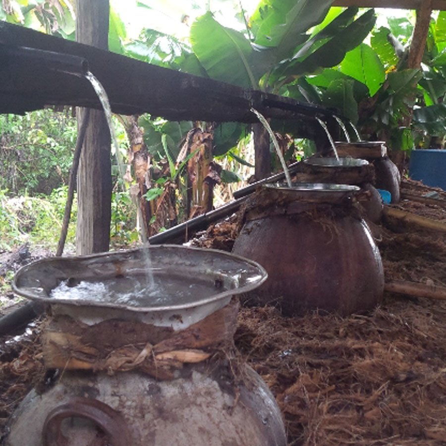 mezcal