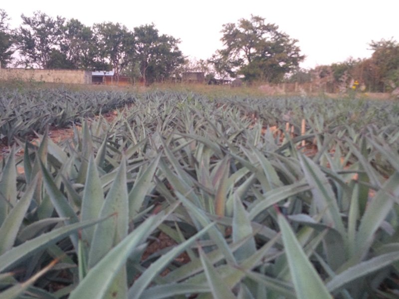 agave